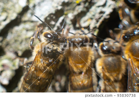 Bees on the background of tree bark are shot with a macro lens. Bees on the background of tree bark are shot with a macro lens. 93830738