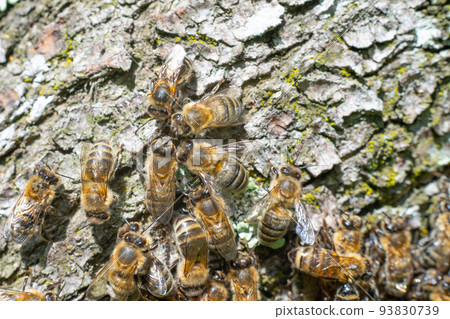Bees in a detailed plan, a swarm of bees was shot under a macro lens. Bees in a detailed plan, a swarm of bees was shot under a macro lens. 93830739