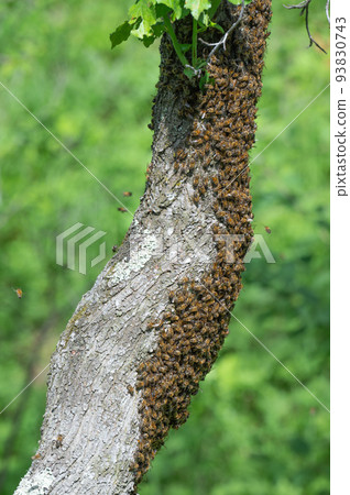 Honey bees swarm on trees, insects are workers. 93830743