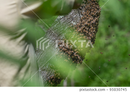 A small swarm of bees swarms on a tree in the garden. 93830745