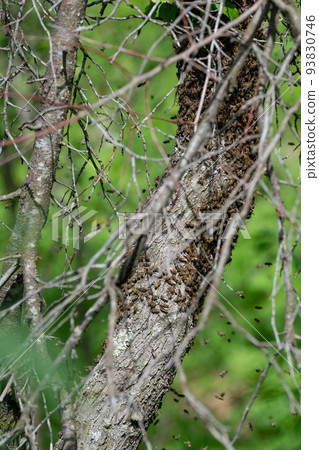 A small swarm of bees swarms on a tree in the garden. A small swarm of bees swarms on a tree in the garden. 93830746