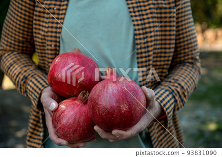 Man hands hold fresh organic pomegranate fruits. Big size of fresh fruits at the organic garden. Red large garnet as healthy food Man hands hold fresh organic pomegranate fruits. Big size of fresh fruits at the organic garden. Red large garnet as healthy food 93831090