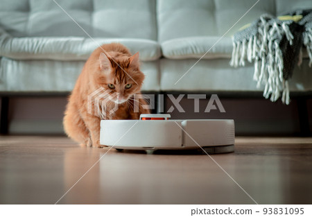 Funny cat looking at camera. White robot vacuum cleaner on concrete tile floor in living room. Pet and modern technology in a smart home. Clean wooden floor. Animal pet at home 93831095
