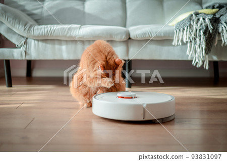 Red cat sitting on the wooden floor and licks the paw. White robot vacuum cleaner on wooden floor. Ginger cat on the floor in the living room looking how robot cleaning the floor 93831097