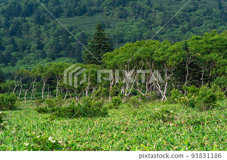 stone birches among bamboo thickets, wooded landscape of Kunashir island, monsoon coastal forest 93831186