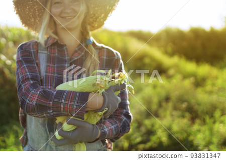 Woman gardener gathers corn in the summer garden. Collection of vegetables on the farm. healthy organic food 93831347