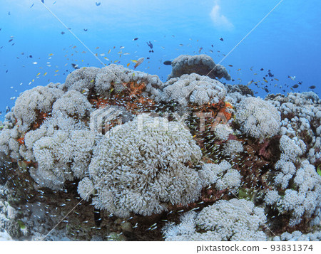 The underwater world of Izena Island The underwater world of Izena Island 93831374