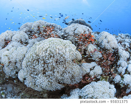 The underwater world of Izena Island 93831375