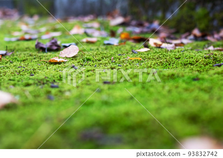 Yellow autumn leaves and green moss closeup Yellow autumn leaves and green moss closeup 93832742