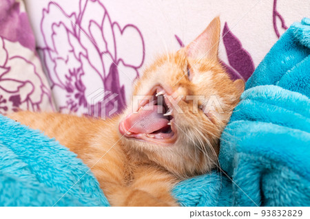 Little ginger kitten yawns funny in blue plaid Little ginger kitten yawns funny in blue plaid 93832829