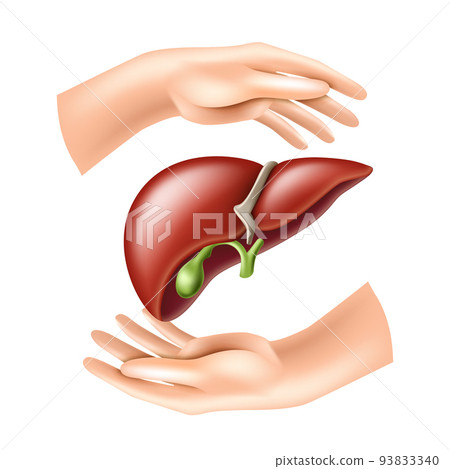 Hands protect the human liver. Concept of Health care 93833340