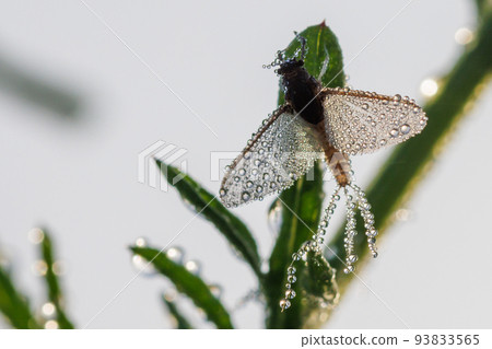 Imago of Ephemeroptera Mayfly sits on grass with dew drops on wings Imago of Ephemeroptera Mayfly sits on grass with dew drops on wings 93833565