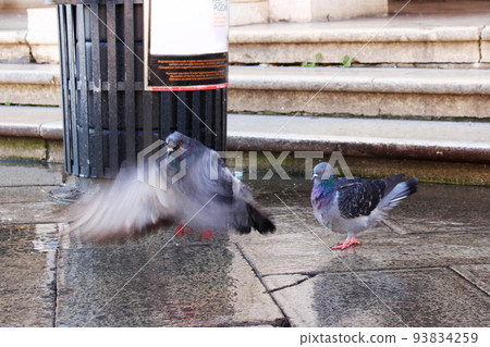 Photo of cobblestones and flapping pigeons Photo of cobblestones and flapping pigeons 93834259