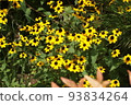 黃花 93834264