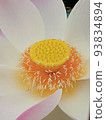 Lotus flower  93834894