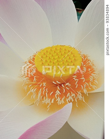 Lotus flower  93834894
