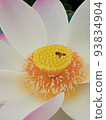 Lotus flower  93834904