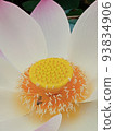 Lotus flower  93834906