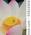 Lotus flower  93834908