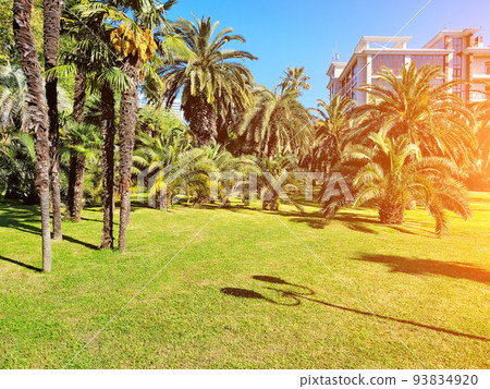 Beautiful clean lawn with palm trees. Shadows from a street lamp 93834920