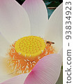 Lotus flower  93834923