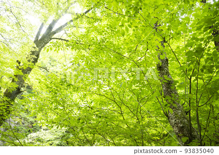 我仰望新鮮的綠色森林 我仰望新鮮的綠色森林 93835040