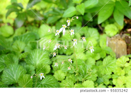 Yukinoshita flower 93835242