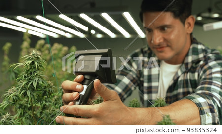 Cannabis farmer use microscope to analyze CBD in curative cannabis farm 93835324