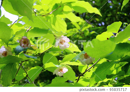 夏白花 夏白花 93835717