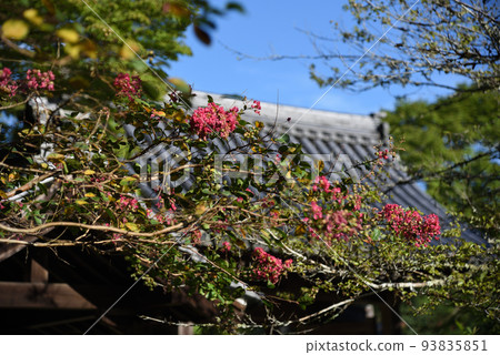 夏季的延明寺和紫薇 夏季的延明寺和紫薇 93835851