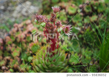 Semperbium flower 93836032
