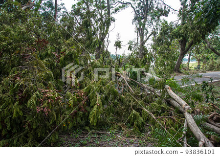 The tree was destroyed by the storm's intensity The tree was destroyed by the storm's intensity 93836101