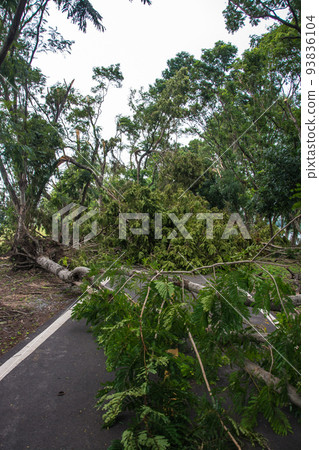 The tree was destroyed by the storm's intensity 93836104