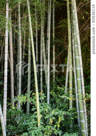 Bamboo shoots 93836114