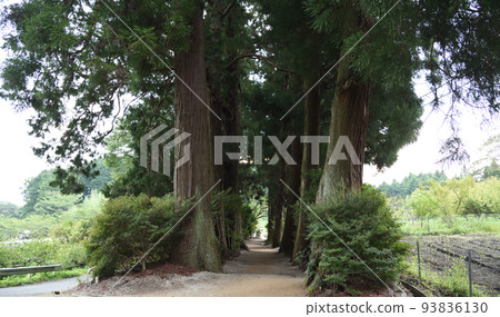 Mountain path of Takatenhiko Shrine 93836130