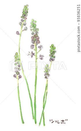 Summer-autumn, gentle purple florets blooming in the field, watercolor illustration of Tsurubo 93836251