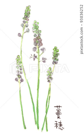 Summer-autumn, gentle purple florets blooming in the field, watercolor illustration of Tsurubo Summer-autumn, gentle purple florets blooming in the field, watercolor illustration of Tsurubo 93836252