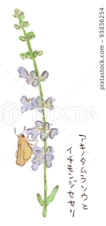 Watercolor illustrations of summer-autumn flowers, Akinotamuraso and Ichimonjisesseri 93836254