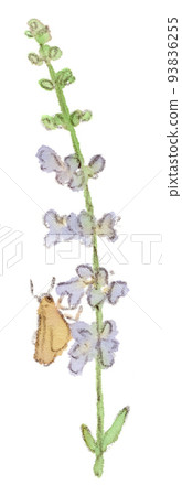 Watercolor illustrations of summer-autumn flowers, Akinotamuraso and Ichimonjisesseri Watercolor illustrations of summer-autumn flowers, Akinotamuraso and Ichimonjisesseri 93836255