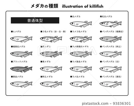 Normal body medaka 18 species illustration set (black and white) 93836301