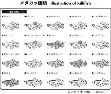 Hikari body type medaka illustration set of 20 types (black and white) 93836302