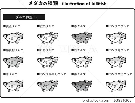 Daruma 形青鱂 12 種插圖集（黑白） 93836303