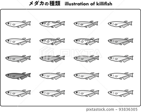 正常體鱂插圖集 20 種(黑色和白色) 正常體鱂插圖集 20 種(黑色和白色) 93836305