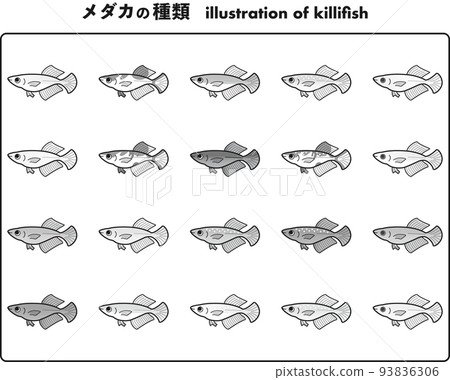 光體型鱂插圖集 20 種 93836306