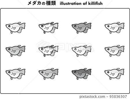 Daruma-shaped medaka 12 types illustration set (black and white) 93836307