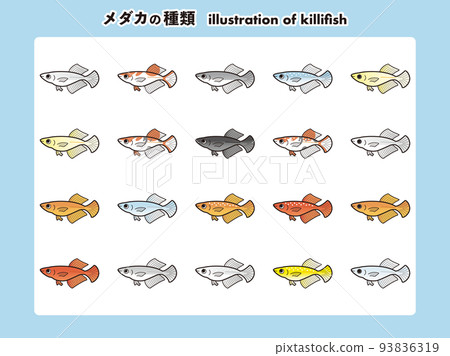 光體型鱂插圖集 20 種 光體型鱂插圖集 20 種 93836319