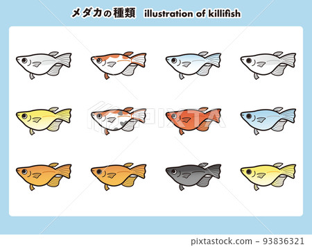 Semi-daruma-shaped medaka 12 species illustration set Semi-daruma-shaped medaka 12 species illustration set 93836321
