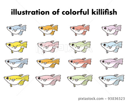 各種五顏六色的青鱂的插圖集 93836323