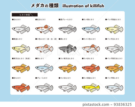 Hikari body type medaka illustration set of 20 species 93836325