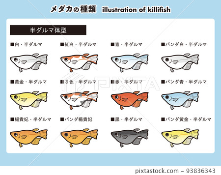 Semi-daruma-shaped medaka 12 species illustration set 93836343